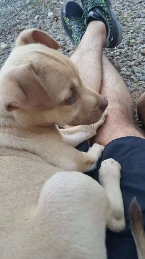 Cachorro ra a SRD idade 2 a 6 meses nome DESIREÉ