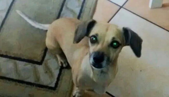 Cachorro ra a Dachshund (não se sabe se é pura) idade 6 ou mais anos nome Lola