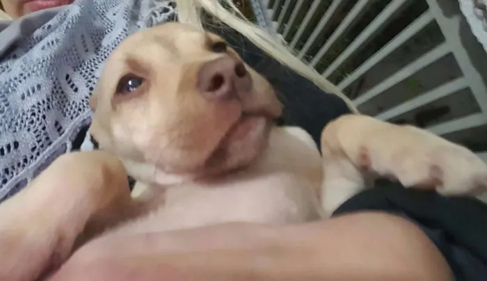 Cachorro ra a SRD idade 2 a 6 meses nome DESIREÉ