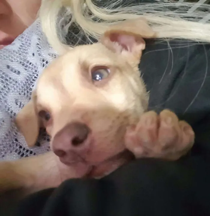 Cachorro ra a SRD idade 2 a 6 meses nome DESIREÉ