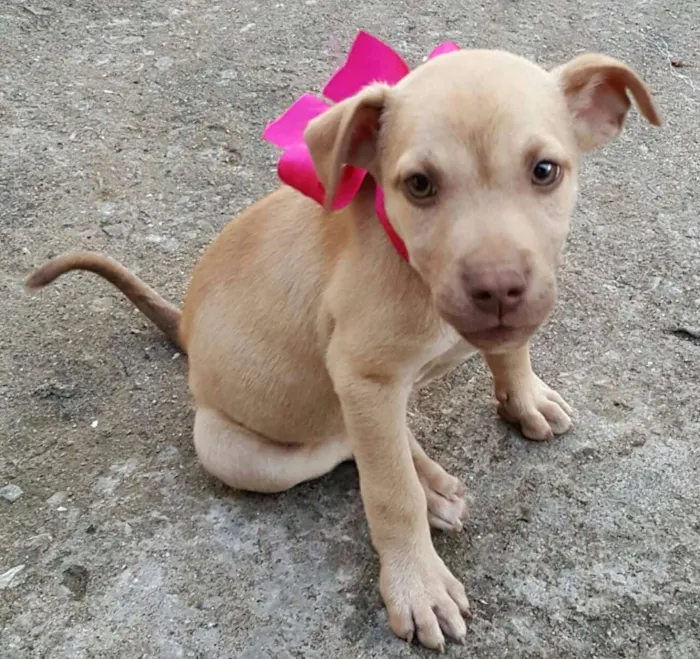 Cachorro ra a SRD idade 2 a 6 meses nome DESIREÉ