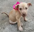 DESIREÉ