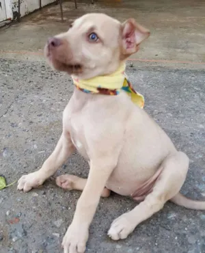 Cachorro raça SRD idade 2 a 6 meses nome DESIREÉ
