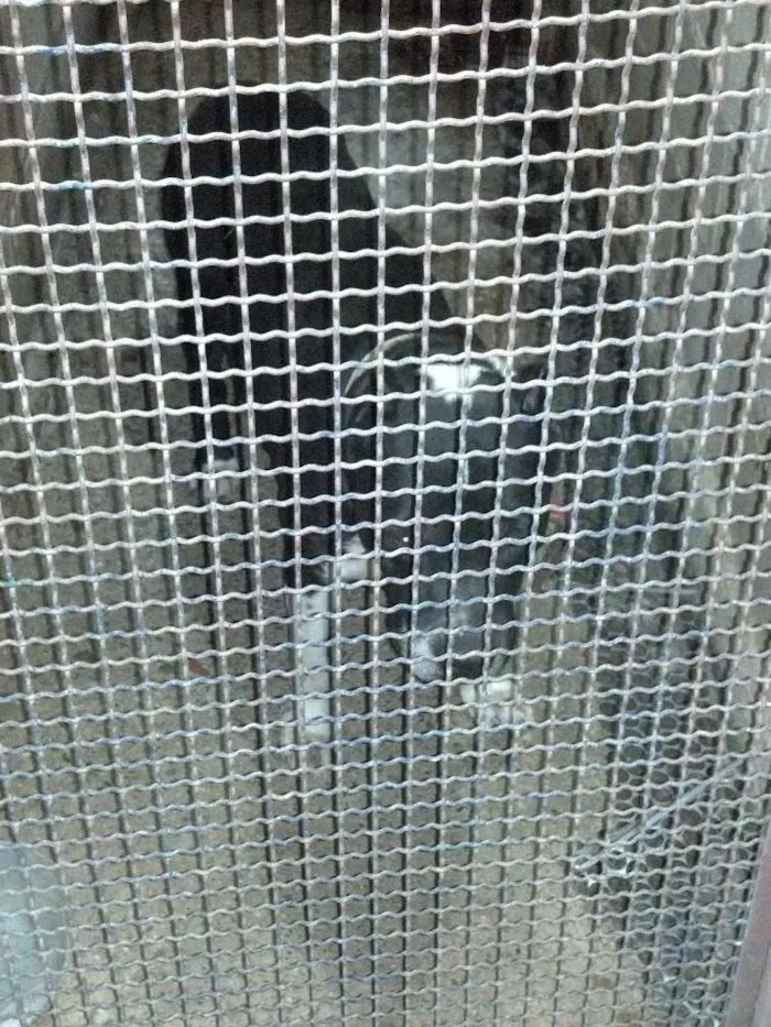 Cachorro raça Pit bul bulterrie  idade 3 anos nome Roosdrunner duner