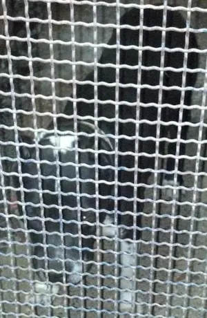 Cachorro raça Pit bul bulterrie  idade 3 anos nome Roosdrunner duner