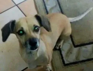 Cachorro raça Dachshund (não se sabe se é pura) idade 6 ou mais anos nome Lola