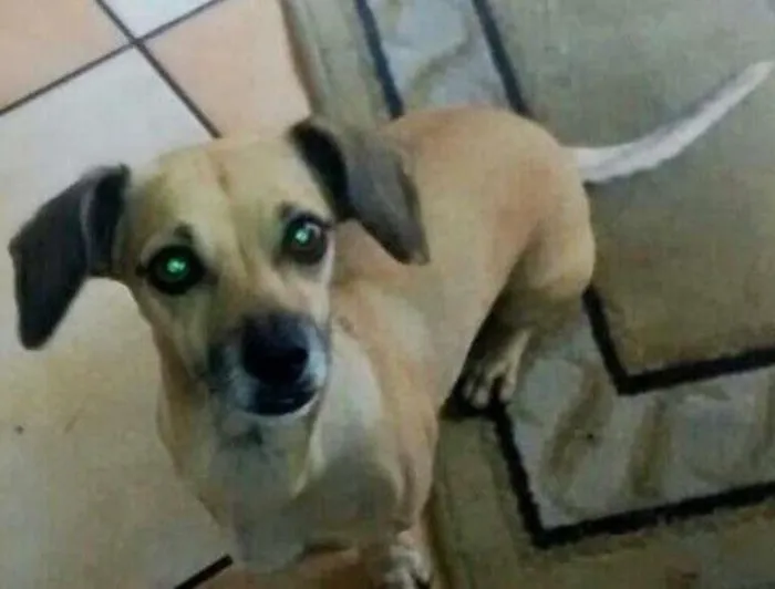 Cachorro ra a Dachshund (não se sabe se é pura) idade 6 ou mais anos nome Lola