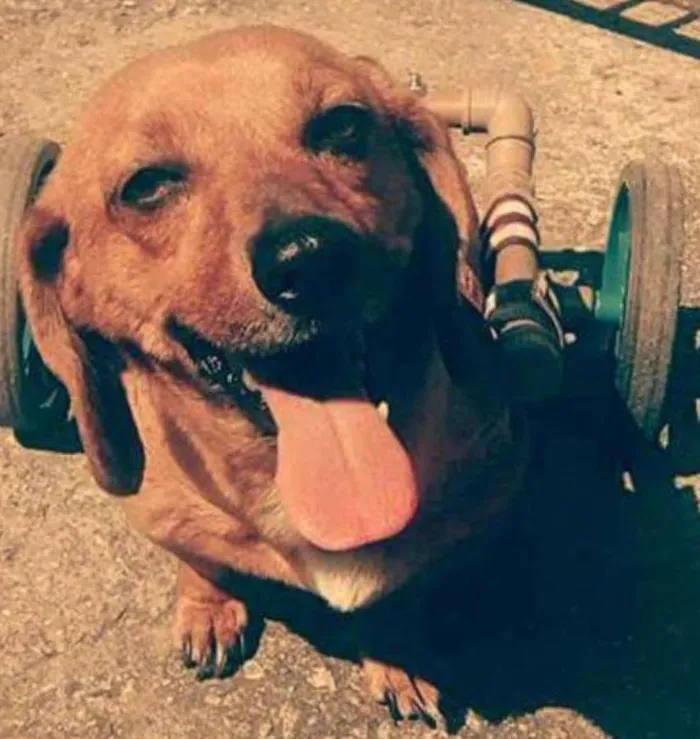 Cachorro ra a Dachshund idade 6 ou mais anos nome Ruivinha