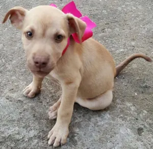 Cachorro raça SRD idade 2 a 6 meses nome DESIREÉ