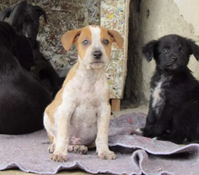 Cachorro ra a SRD idade Abaixo de 2 meses nome COLORADO