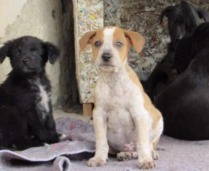 Cachorro ra a SRD idade Abaixo de 2 meses nome COLORADO