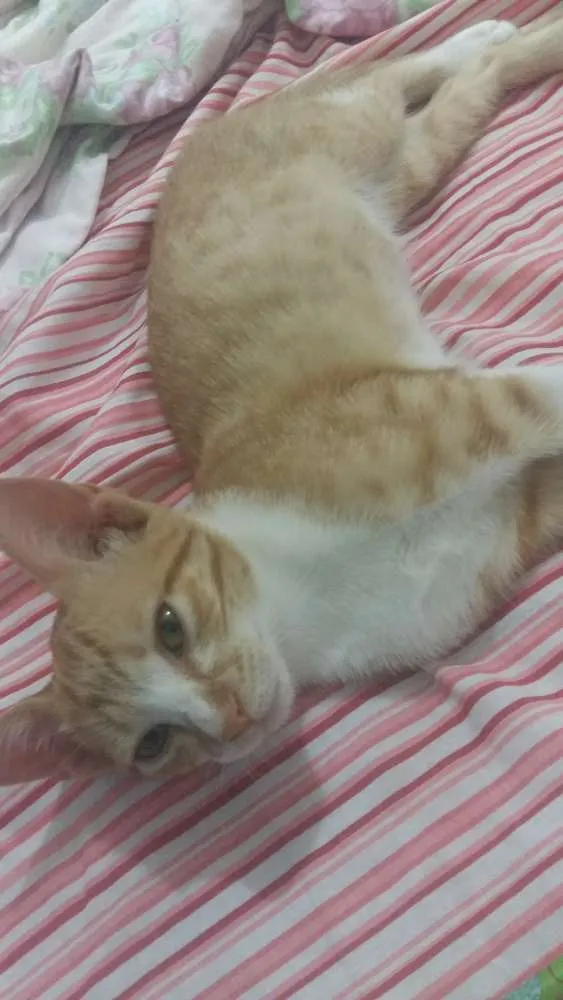 Gato ra a srd idade Abaixo de 2 meses nome orange 