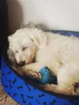 Caco 