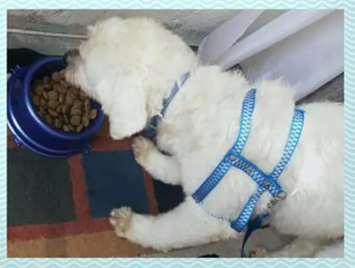 Cachorro ra a Poodle idade 3 anos nome Caco 