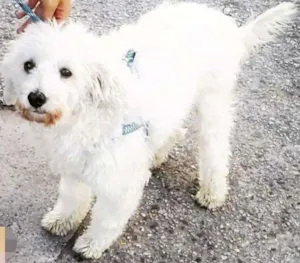 Cachorro raça Poodle idade 3 anos nome Caco 