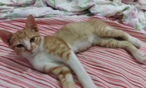 Gato raça srd idade Abaixo de 2 meses nome orange 