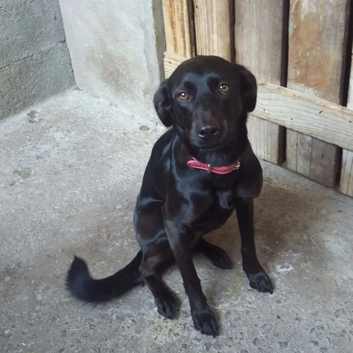 Cachorro ra a Srd idade 2 anos nome Lilika