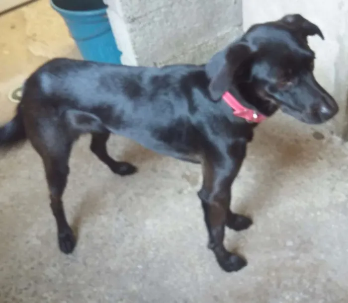 Cachorro ra a Srd idade 2 anos nome Lilika