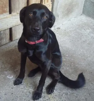 Cachorro raça Srd idade 2 anos nome Lilika