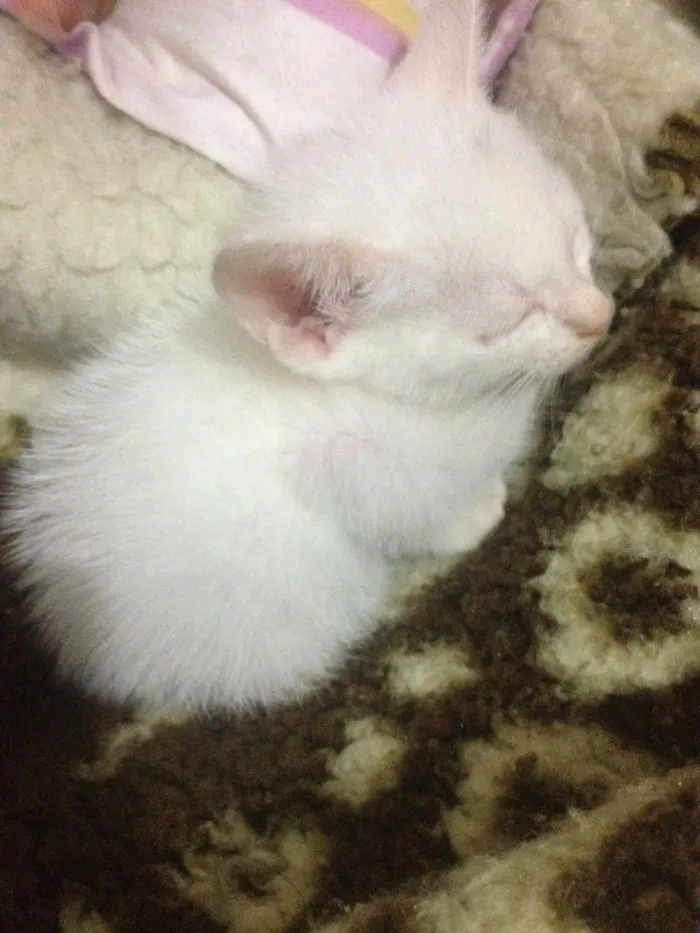 Gato raça SR idade Abaixo de 2 meses nome Fantasma