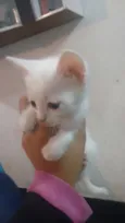 Fantasma