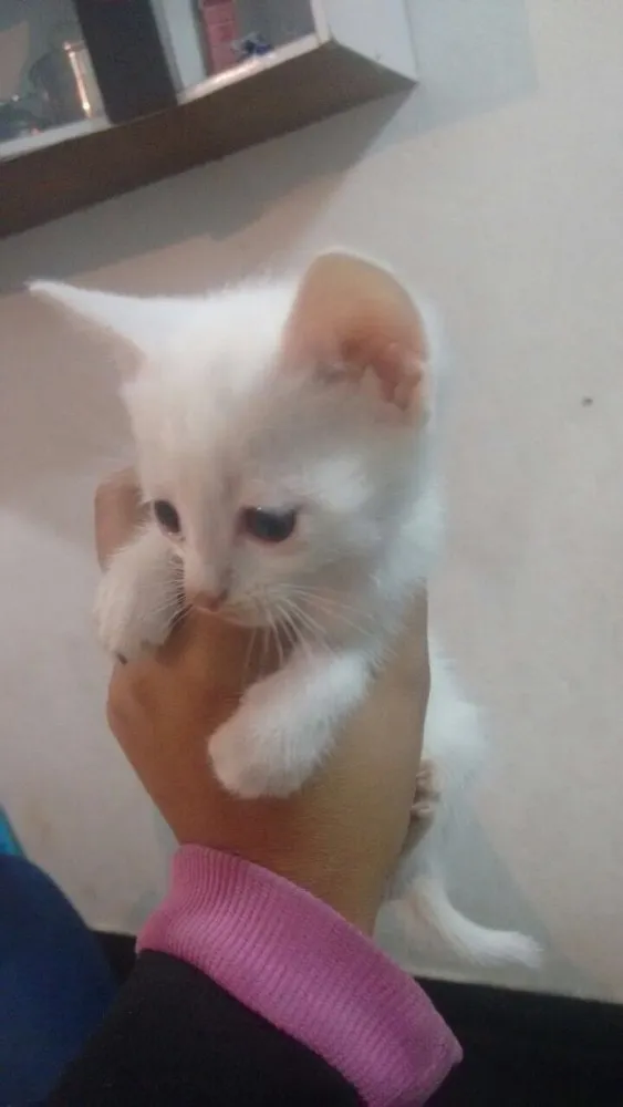 Gato raça SR idade Abaixo de 2 meses nome Fantasma