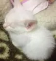 Fantasma