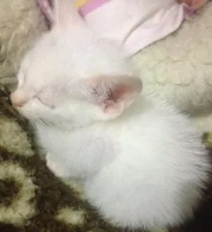 Gato raça SR idade Abaixo de 2 meses nome Fantasma
