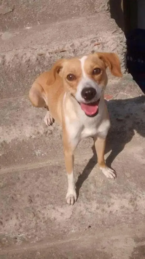 Cachorro ra a  pudlee misturado com viralata idade 4 anos nome Luly