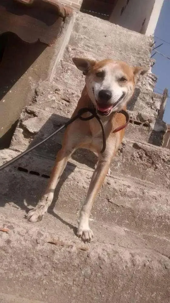 Cachorro ra a Vira lata  idade 6 ou mais anos nome Toquinho