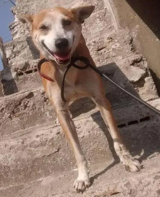 Cachorro ra a Vira lata  idade 6 ou mais anos nome Toquinho