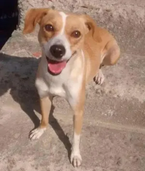Cachorro raça  pudlee misturado com viralata idade 4 anos nome Luly