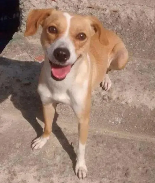 Cachorro ra a  pudlee misturado com viralata idade 4 anos nome Luly