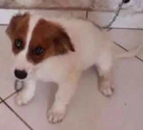 Cachorro ra a Indefinida idade 2 a 6 meses nome Sem nome