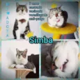Simba - castrado, v