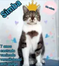 Simba - castrado, v