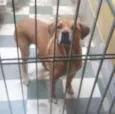 Pitty