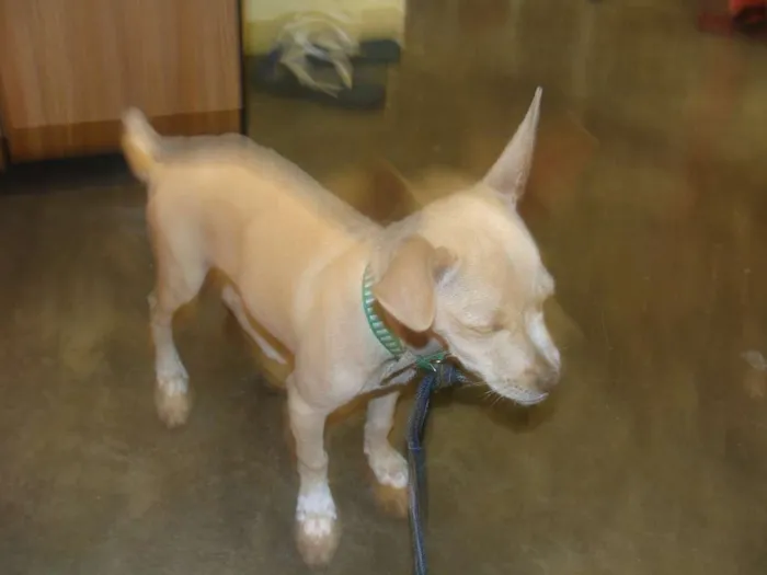 Cachorro ra a vira lata idade 1 ano nome Ravenna