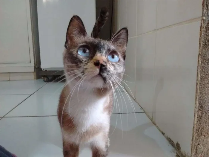 Gato ra a srd idade 7 a 11 meses nome Ferrugem