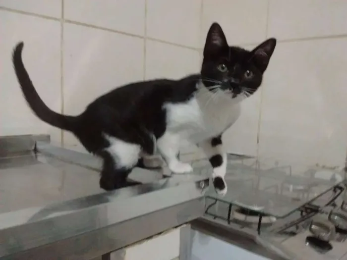 Gato ra a srd idade 2 a 6 meses nome Fofura