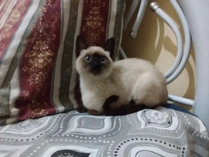 Gato ra a srd idade 2 a 6 meses nome Fofura