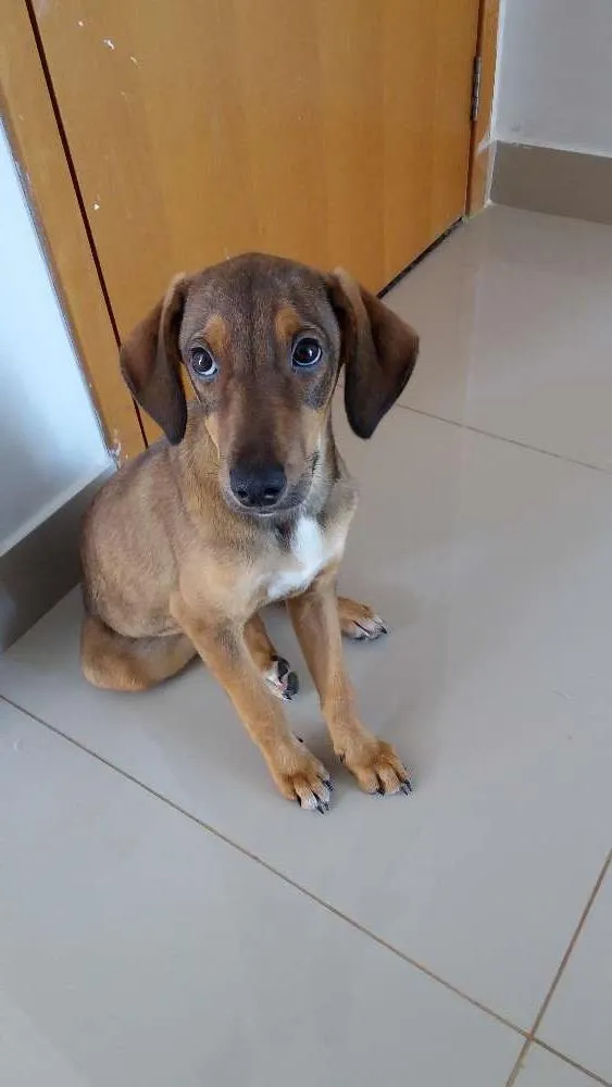 Cachorro ra a Vira lata idade 2 a 6 meses nome Jupita