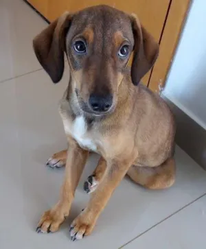 Cachorro raça Vira lata idade 2 a 6 meses nome Jupita