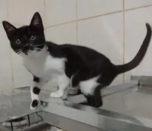 Gato raça srd idade 2 a 6 meses nome Fofura