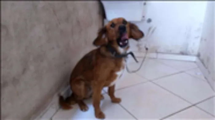 Cachorro ra a Indefinida idade 1 ano nome Zanthor