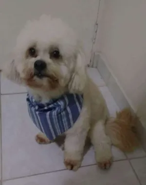Cachorro raça Lhasa Apso idade 2 anos nome Kevin
