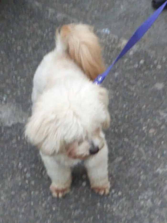 Cachorro ra a Lhasa Apso idade 2 anos nome Kevin