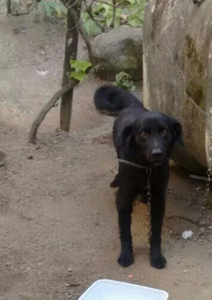 Cachorro ra a Lavrador (ou mais de uma raça provavelmente de porte grande) idade 1 ano nome Preto