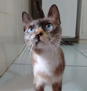 Gato raça srd idade 7 a 11 meses nome Ferrugem