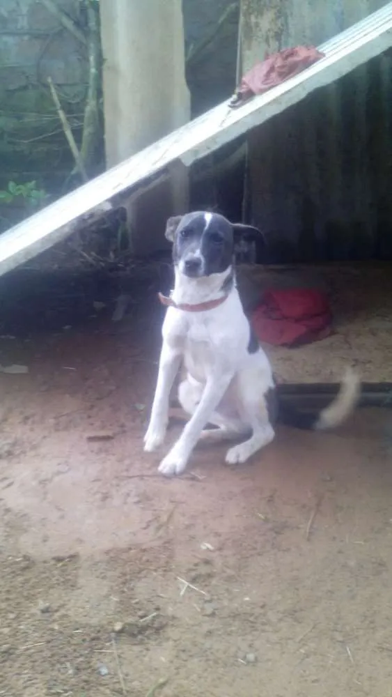 Cachorro raça vira lata idade 7 a 11 meses nome Marley